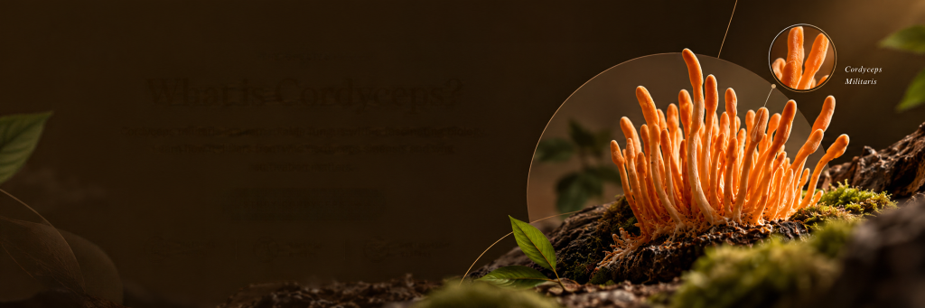 Cordyceps militaris fruiting bodies in cultivation