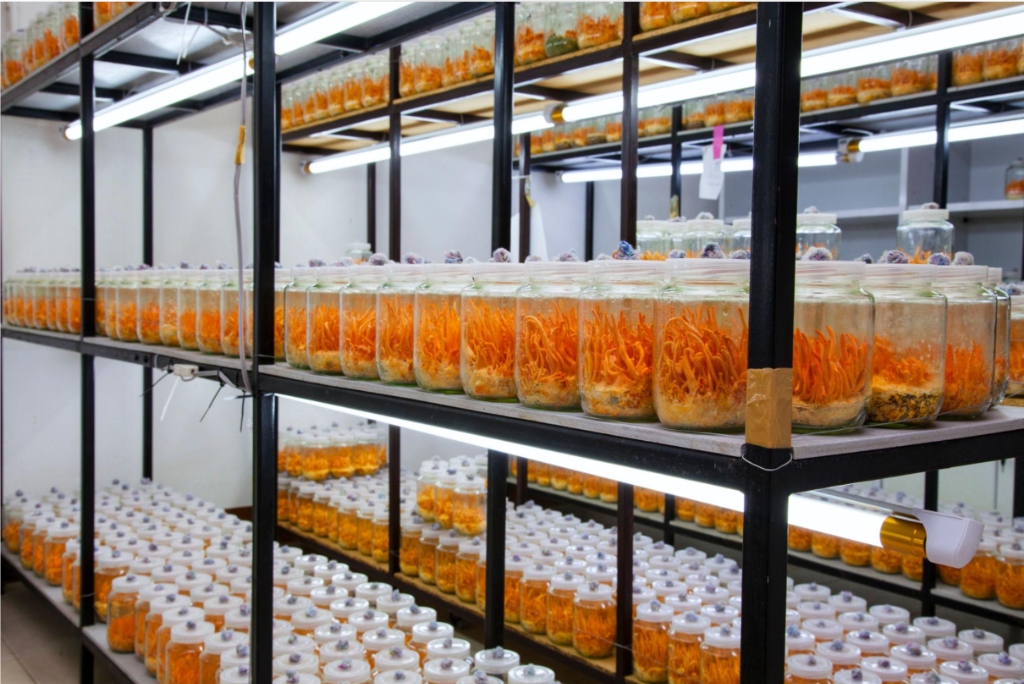 Cordyceps militaris cultivation laboratory room