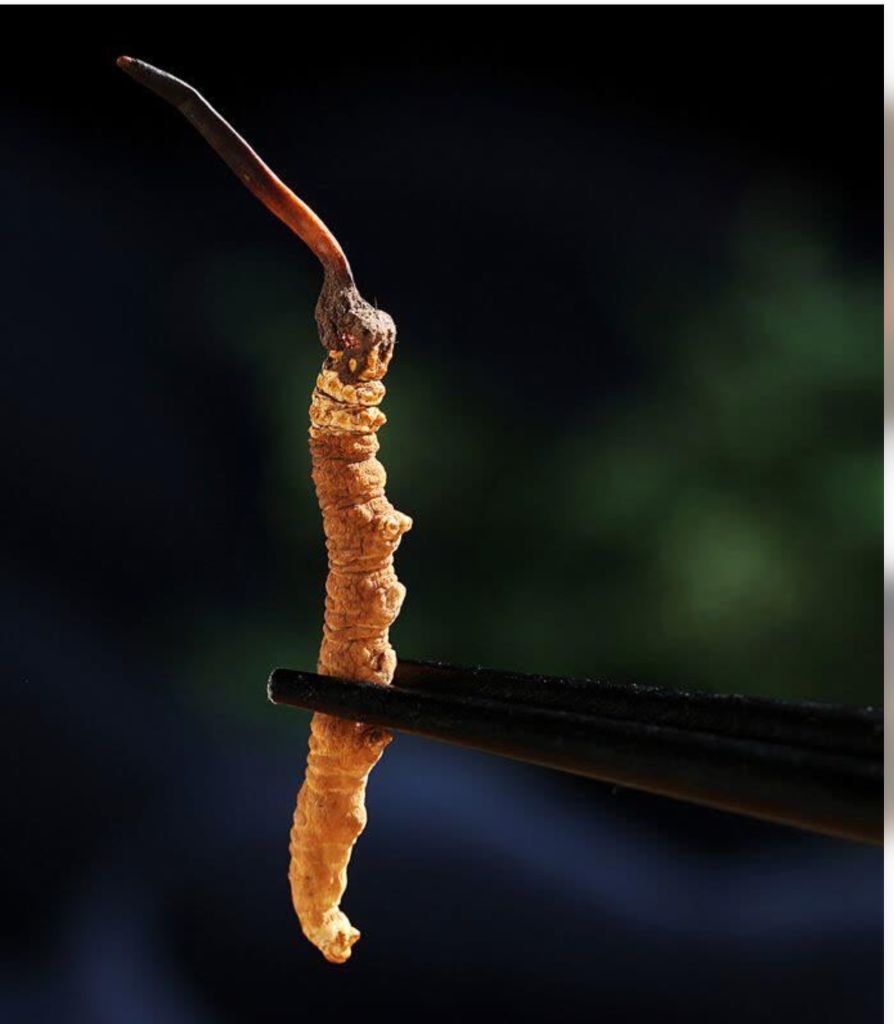 Wild Cordyceps sinensis specimen held with chopsticks